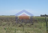Campo 42 Héctáreas, Pehuajó, BA 6450