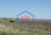 Campo 42 Héctáreas, Pehuajó, BA 6450