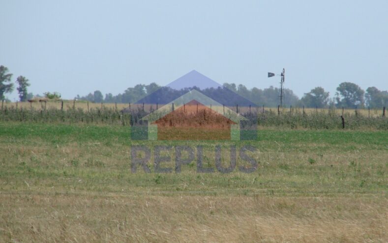 Campo 42 Héctáreas, Pehuajó, BA 6450