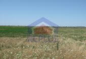 Campo 42 Héctáreas, Pehuajó, BA 6450