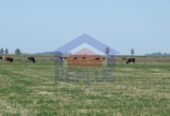 Campo 42 Héctáreas, Pehuajó, BA 6450