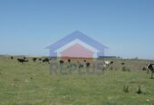 Campo 42 Héctáreas, Pehuajó, BA 6450