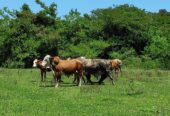 Campo ganadero