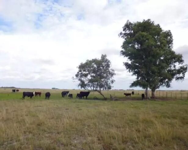 Inmobiliaria Vende Campo De 71 Has Mixtas En Ferrari. Magdalena