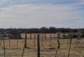 Alquilo 246 has en Campo Garay