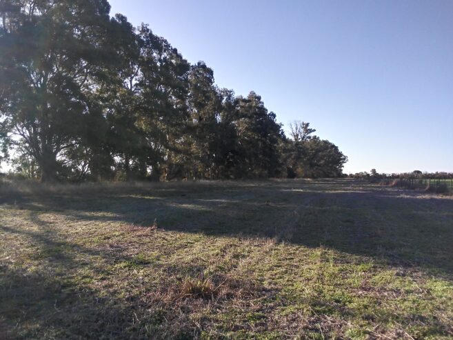 OFREZCO CAMPO APTO PARA GANADERÍA EN ALQUILER. MUY BUENA TIERRA Y PASTURA PARA ENGORDE Y CRIA